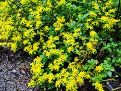 Sedum emarginatum