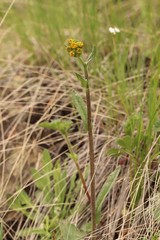 Tephroseris integrifolia