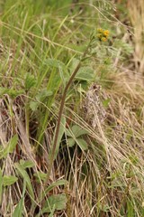 Tephroseris integrifolia