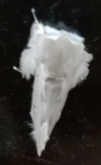 Naroma varipes