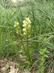 Dactylorhiza insularis
