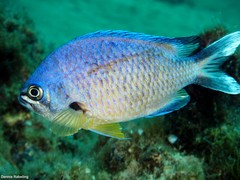 Chromis limbata