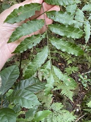 Cupaniopsis foveolata