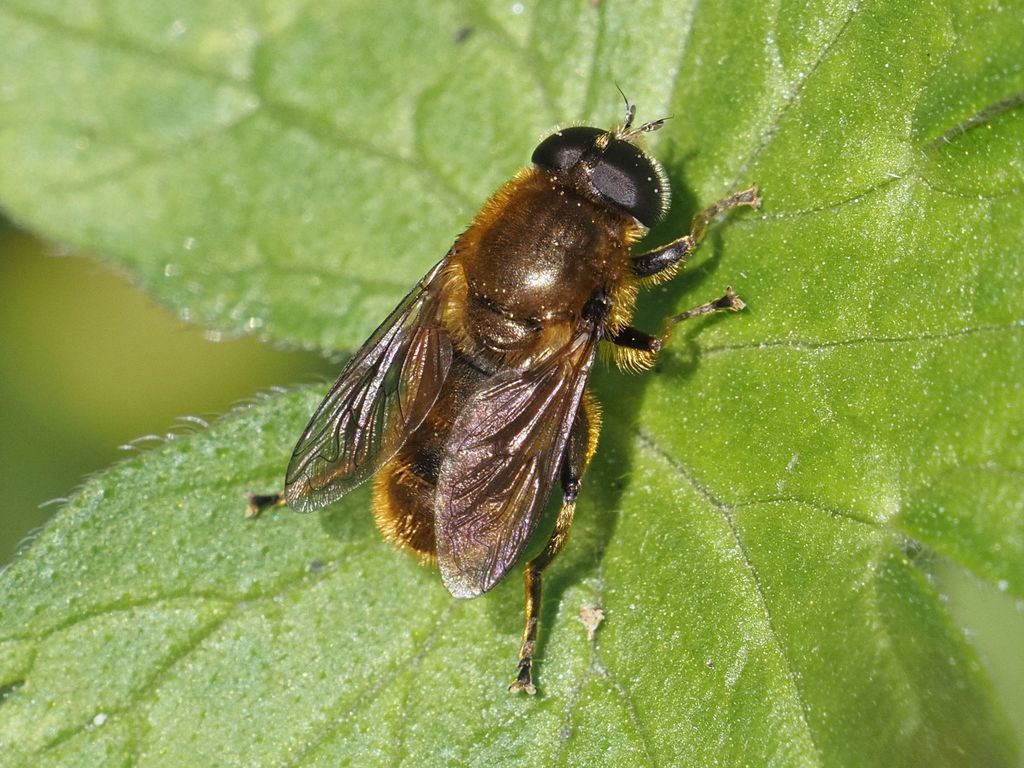 Merodon rufus