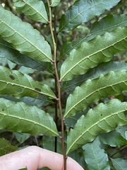 Cupaniopsis foveolata