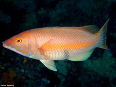 Bodianus scrofa