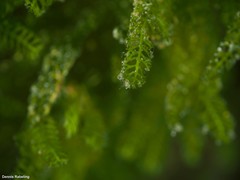 Caulerpa webbiana