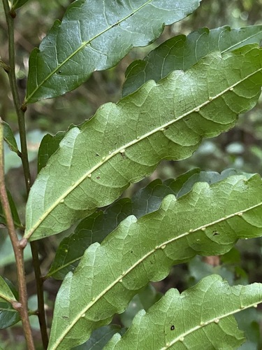 Image of Narrow-Leaved Tuckeroo (Cupaniopsis baileyana) by (c) Greg Tasney, some rights reserved (CC BY-SA)