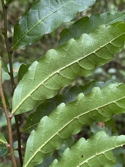 Cupaniopsis foveolata