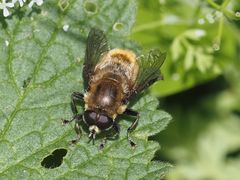 Merodon equestris