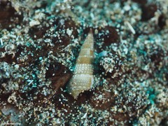 Bittium depauperatum