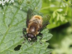 Merodon equestris