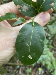 Cryptocarya foveolata