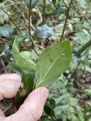 Cryptocarya foveolata
