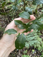 Cryptocarya foveolata