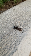 Stromatium longicorne