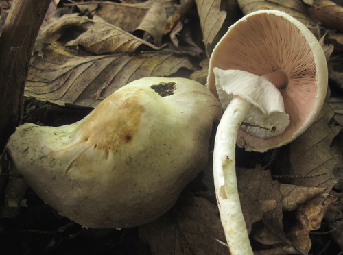 Agaricus sylvicola var. sylvicola image