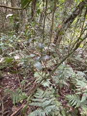 Cryptocarya foveolata