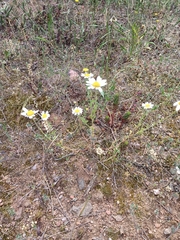 Anthemis arvensis incrassata