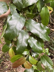 Cryptocarya erythroxylon
