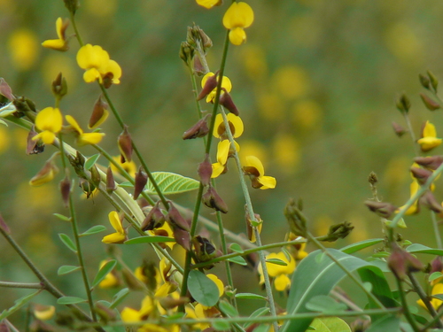 Crotalaria montana iNat (1)