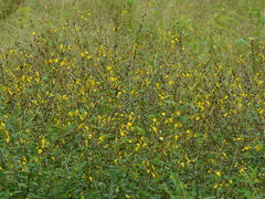 Crotalaria montana