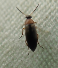 Anaspis regimbarti