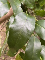 Cryptocarya erythroxylon