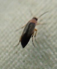 Anaspis regimbarti