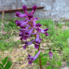 Corydalis incisa