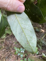 Cryptocarya erythroxylon