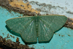 Thalassodes immissaria