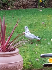 Chroicocephalus ridibundus