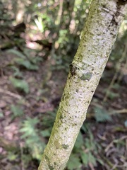 Cryptocarya erythroxylon