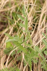 Psephellus sibiricus
