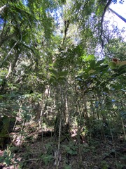 Cryptocarya erythroxylon