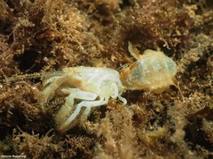 Gilvossius tyrrhenus