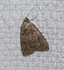 Tolpia conscitulana