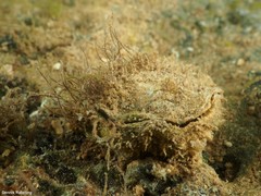 Pseudochama gryphina