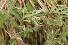 Psephellus sibiricus