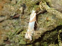 Phyllonorycter roboris