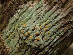 Brigantiaea chrysosticta