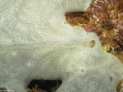 Lissoclinum perforatum