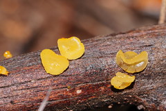 Heterotextus miltinus