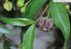 Periploca sepium