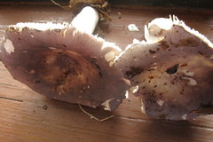 Russula ionochlora