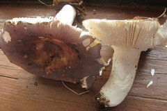 Russula ionochlora