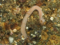 Baseodiscus delineatus