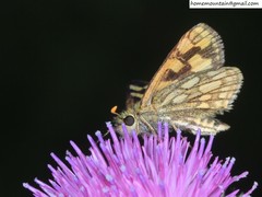 Carterocephalus longimaculatus