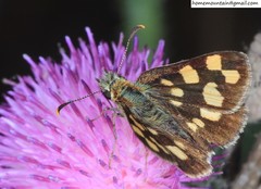 Carterocephalus longimaculatus